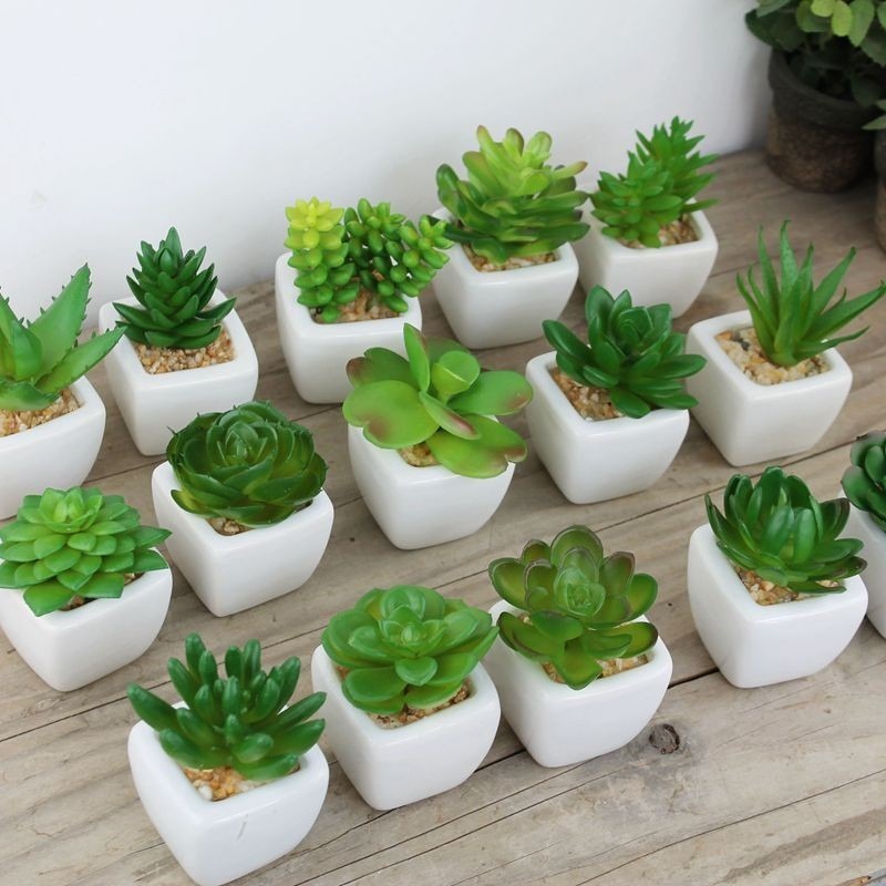Mini Arranjo de |Suculenta Dcasa Plástico 5cm